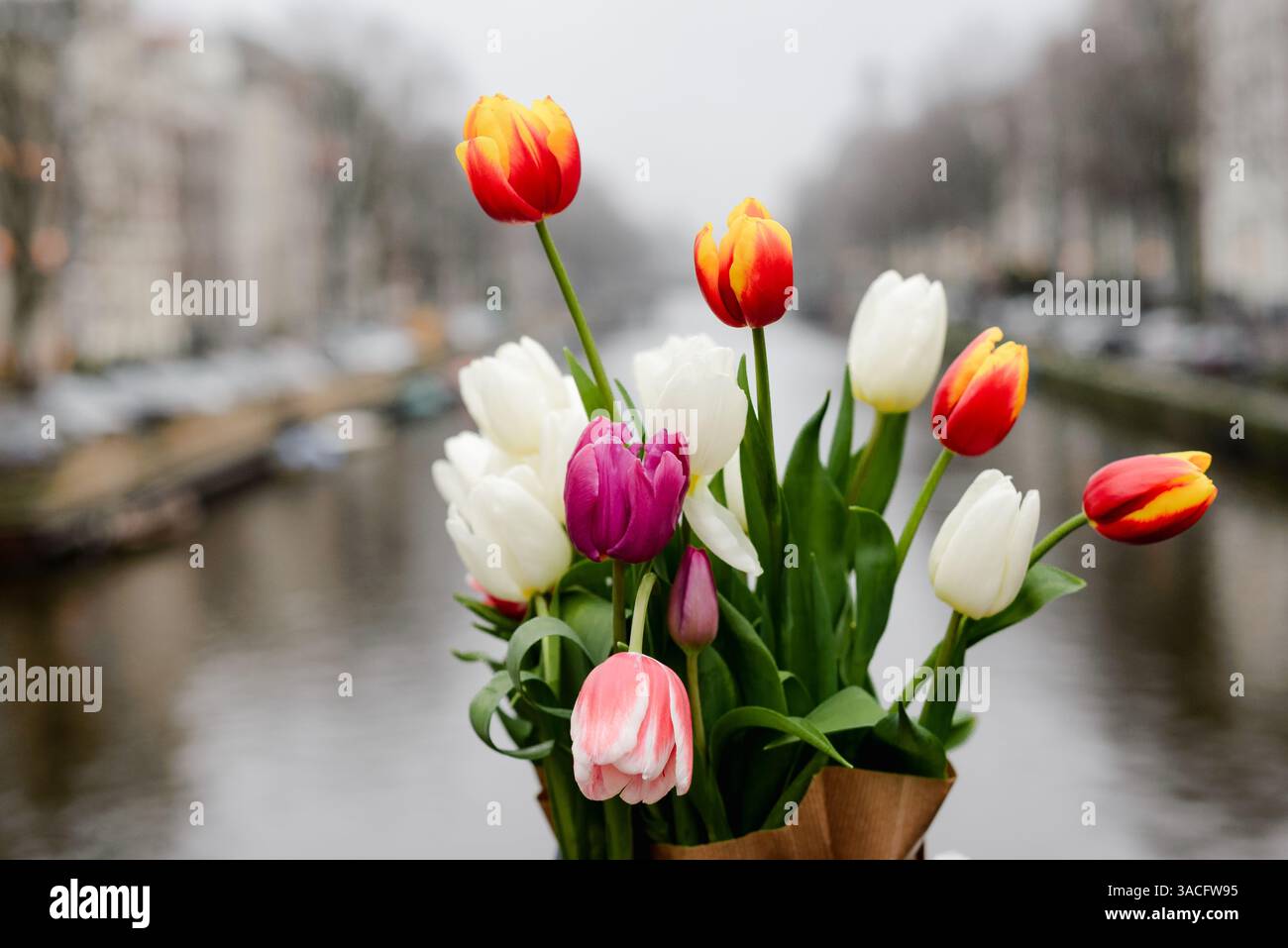 Tulipes printanières lumineuses encadrées contre le canal d'Amsterdam le jour couvert Banque D'Images