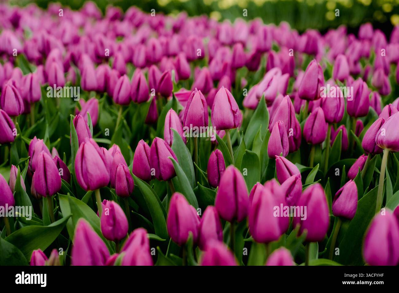 Tulipes violettes florissantes lors de la Journée nationale des tulipes à Amsterdam Banque D'Images