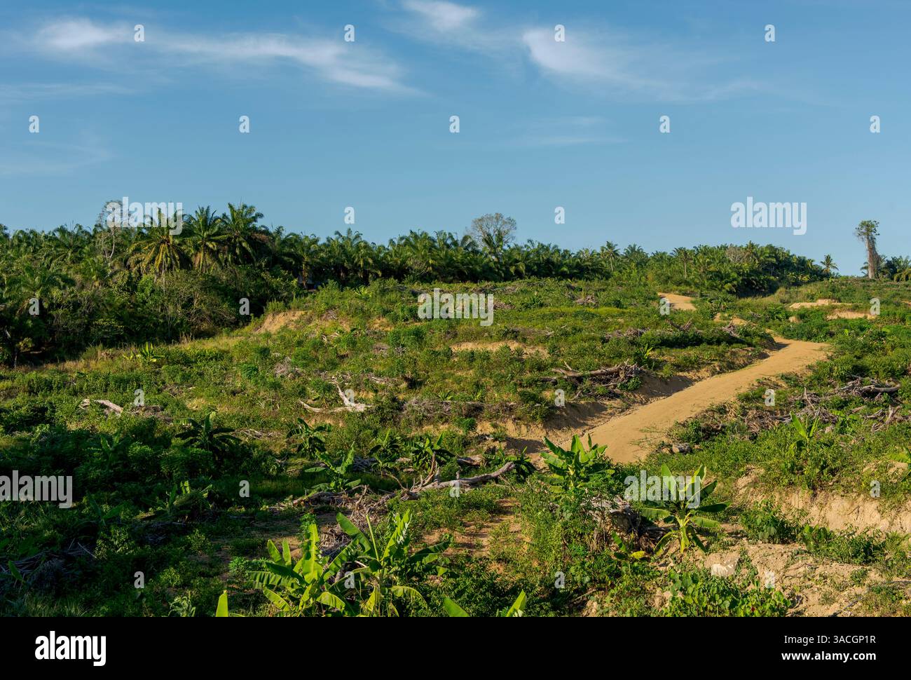 Déforestation pour la production d'huile de palme à Sabah, Bornéo, Malaisie Banque D'Images