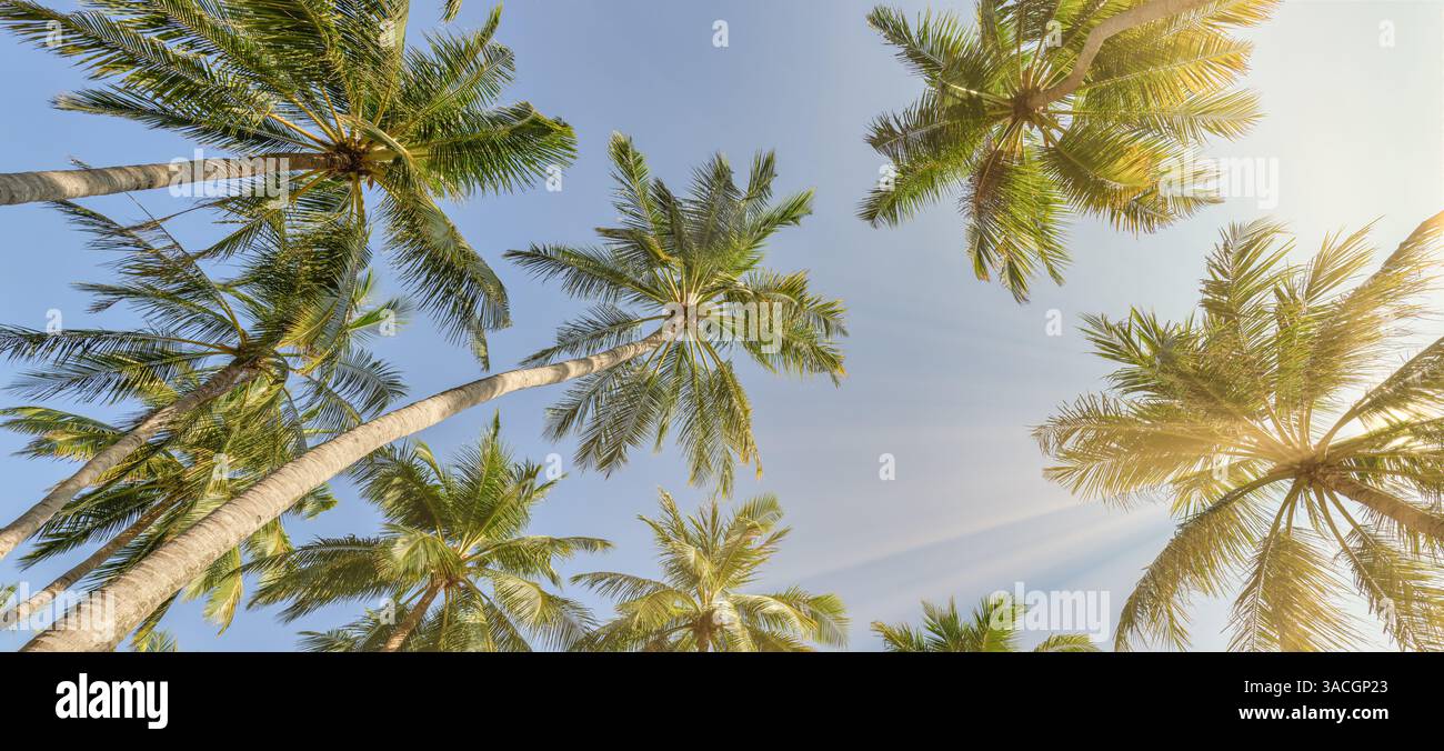 Palmiers verts contre ciel bleu et nuages blancs. Forêt tropicale de jungle avec ciel bleu vif, bannière panoramique de la nature. Paysage naturel idyllique Banque D'Images