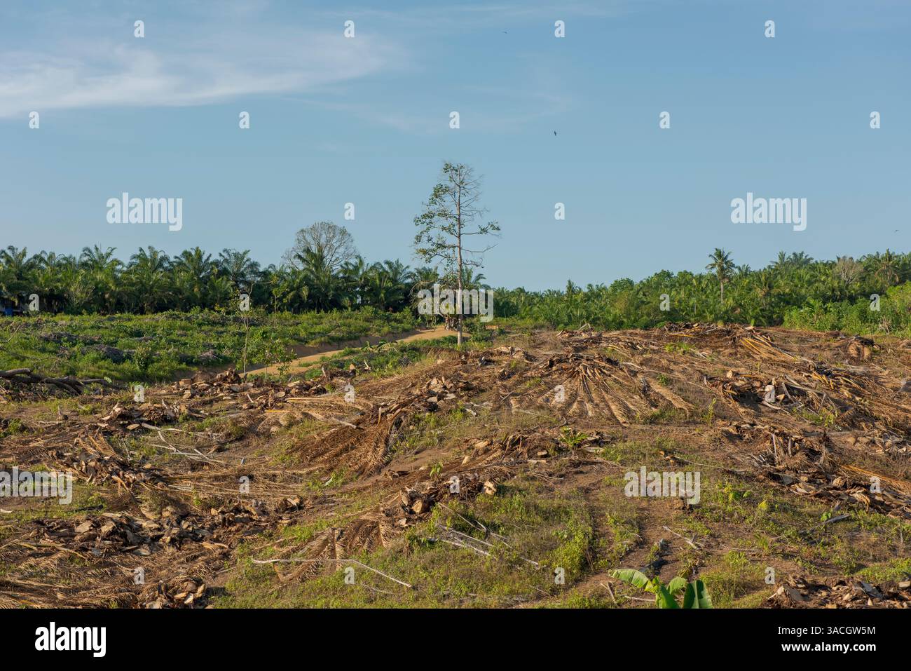 Déforestation pour la production d'huile de palme à Sabah, Bornéo, Malaisie Banque D'Images