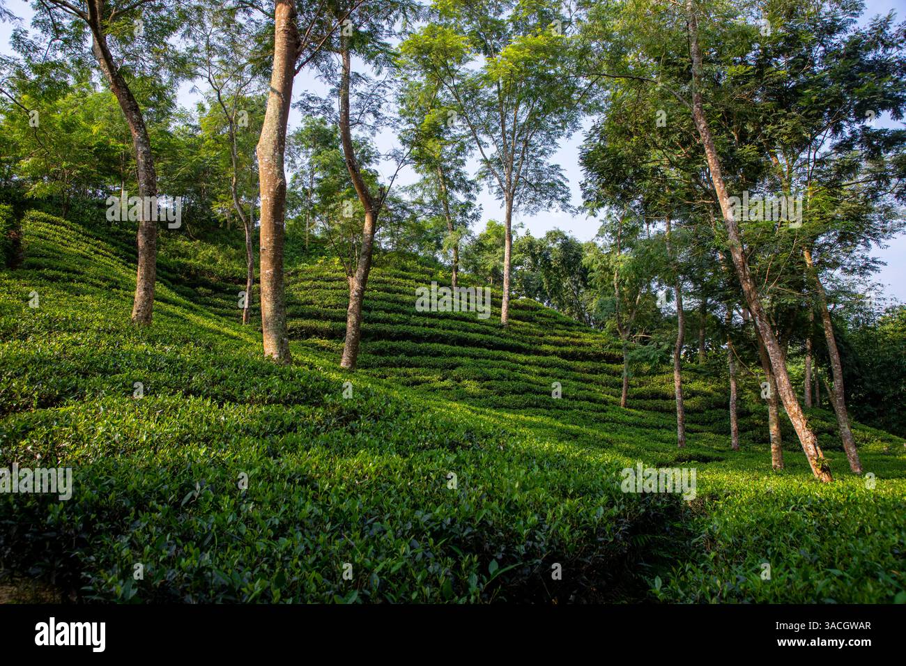 Un jardin de thé luxuriant à Srimangal, district de Moulvibazar, Bangladesh. Connue comme la « capitale du thé du Bangladesh », Srimangal s'étend sur environ 450 km2 Banque D'Images