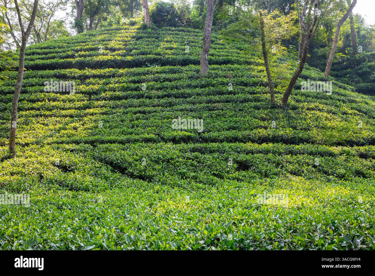 Un jardin de thé luxuriant à Srimangal, district de Moulvibazar, Bangladesh. Connue comme la « capitale du thé du Bangladesh », Srimangal s'étend sur environ 450 km2 Banque D'Images