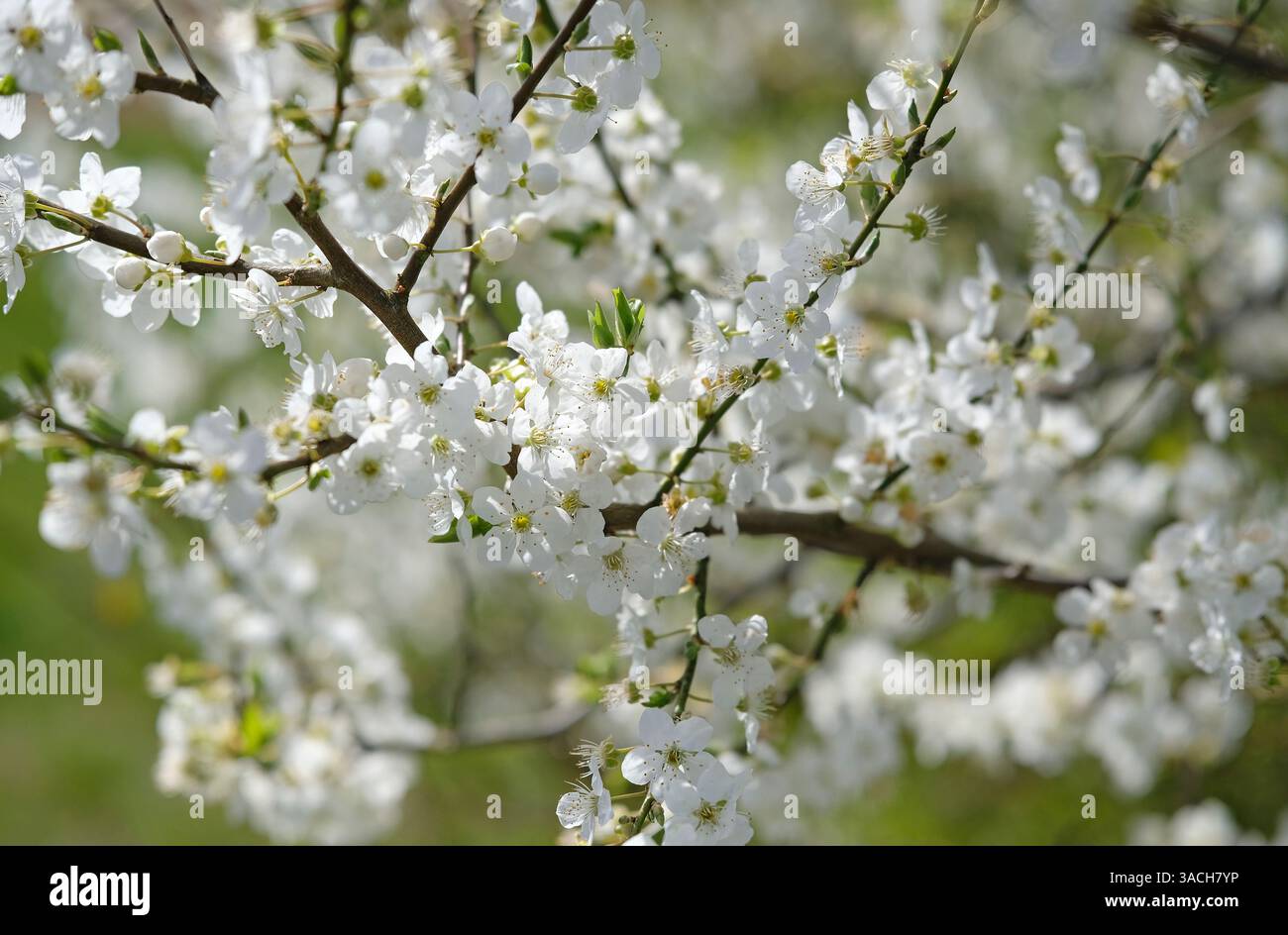 fleur de blackthorn blanc fleuri, norfolk, angleterre Banque D'Images