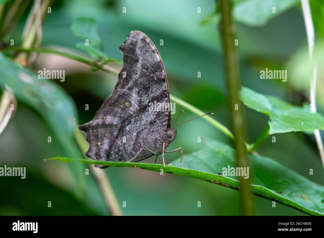 Melanitis leda ou brun nocturne commun une espèce commune de papillon à Dehing Patkai dans l'Assam, Inde Banque D'Images