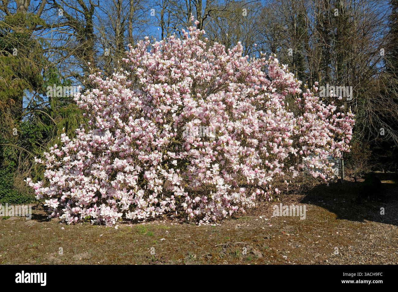 grand magnolia dans un jardin rural, blickling, nord du norfolk, angleterre Banque D'Images