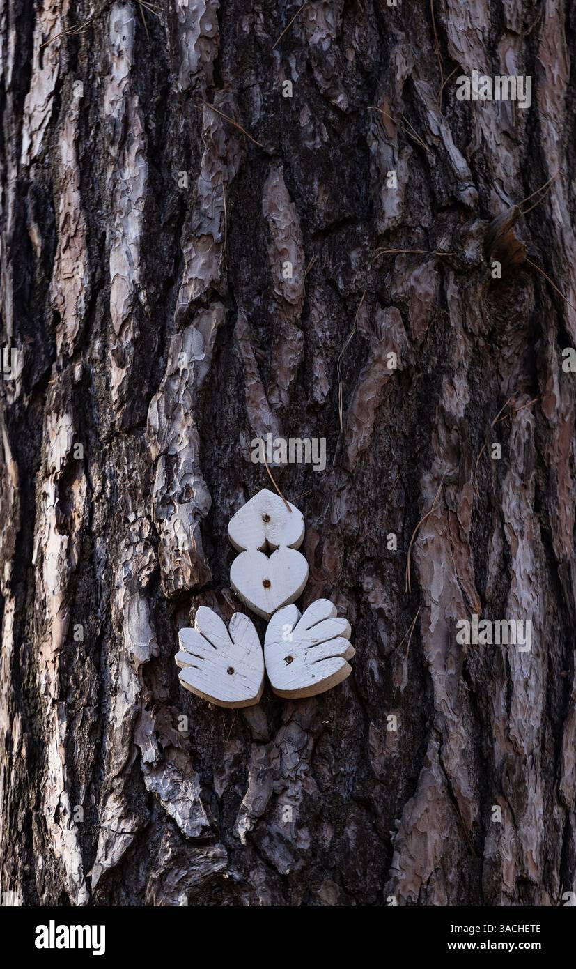 Bois Forêt Tronc D'Arbre Des - Photo gratuite sur