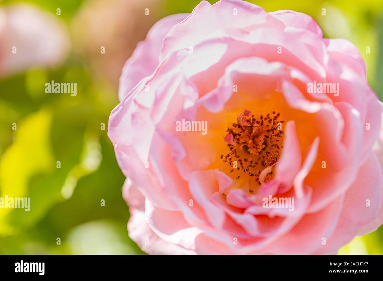 Belle rose de jardin. Floraison magnifique bouton rose rose dans le jardin naturel avec des pétales sur fond flou. Jardin floral romantique à la lumière du soleil Banque D'Images