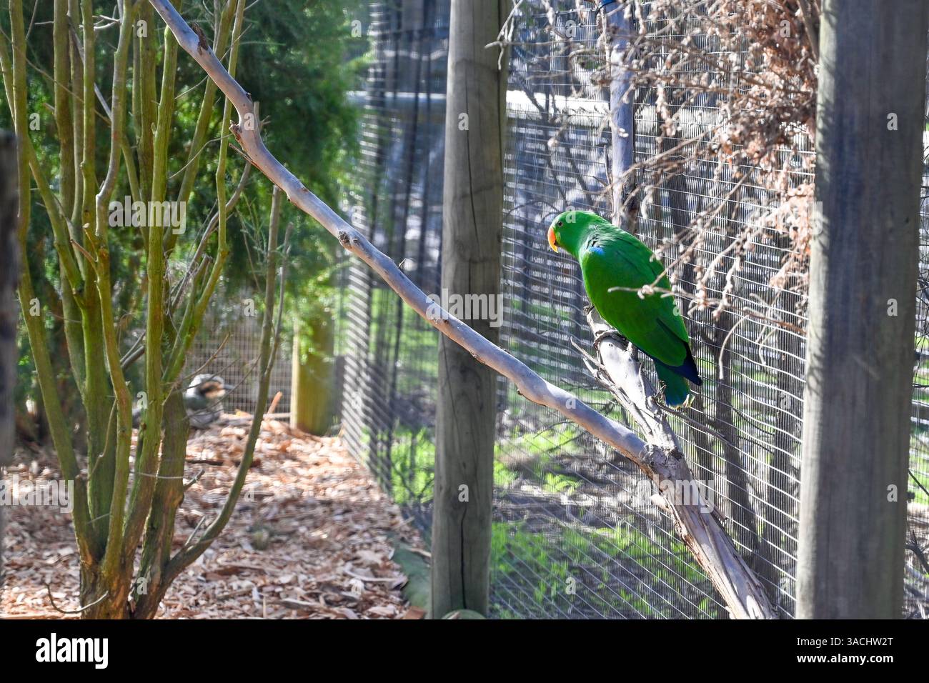 Parc ornithologique dans le sanctuaire Moonlit, Melbourne, Australie. Perroquet Eclectus (Eclectus roratus) Banque D'Images