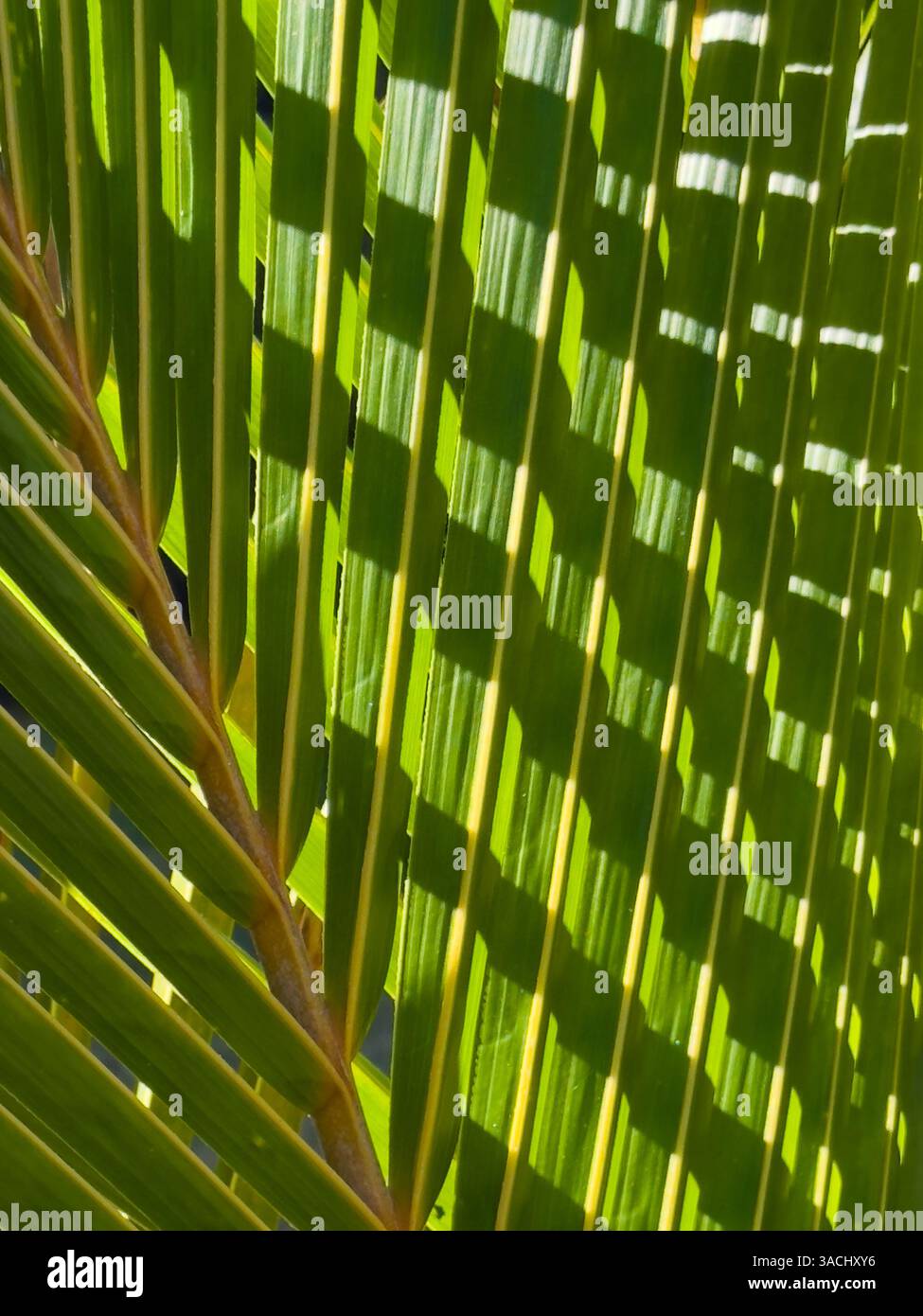 Palmier vert feuillu avec une ombre dessus. L'ombre est longue et fine, et elle s'étend sur toute l'image Banque D'Images