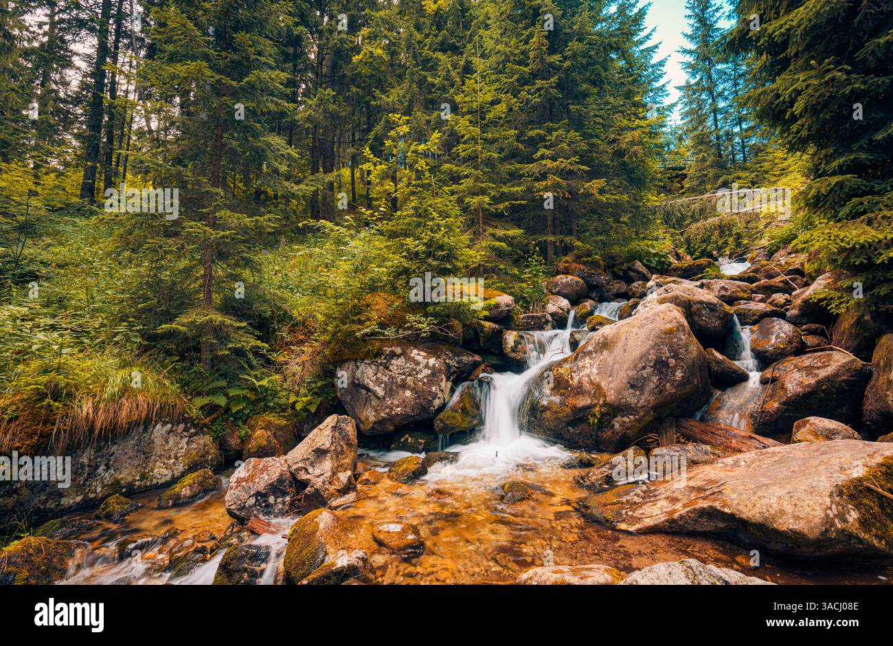 Magnifique ruisseau de montagne en cascade à travers les pins sous un ciel ensoleillé. Parfait pour les escapades nature, les aventures de randonnée, les paysages sereins. À l'extérieur Banque D'Images
