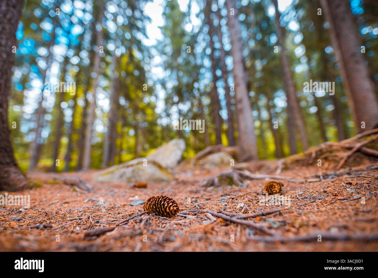Vue en bas angle de la forêt de pins sereine avec des arbres imposants et un arrière-plan légèrement flou capturant l'essence tranquille de la nature et de la beauté des bois Banque D'Images