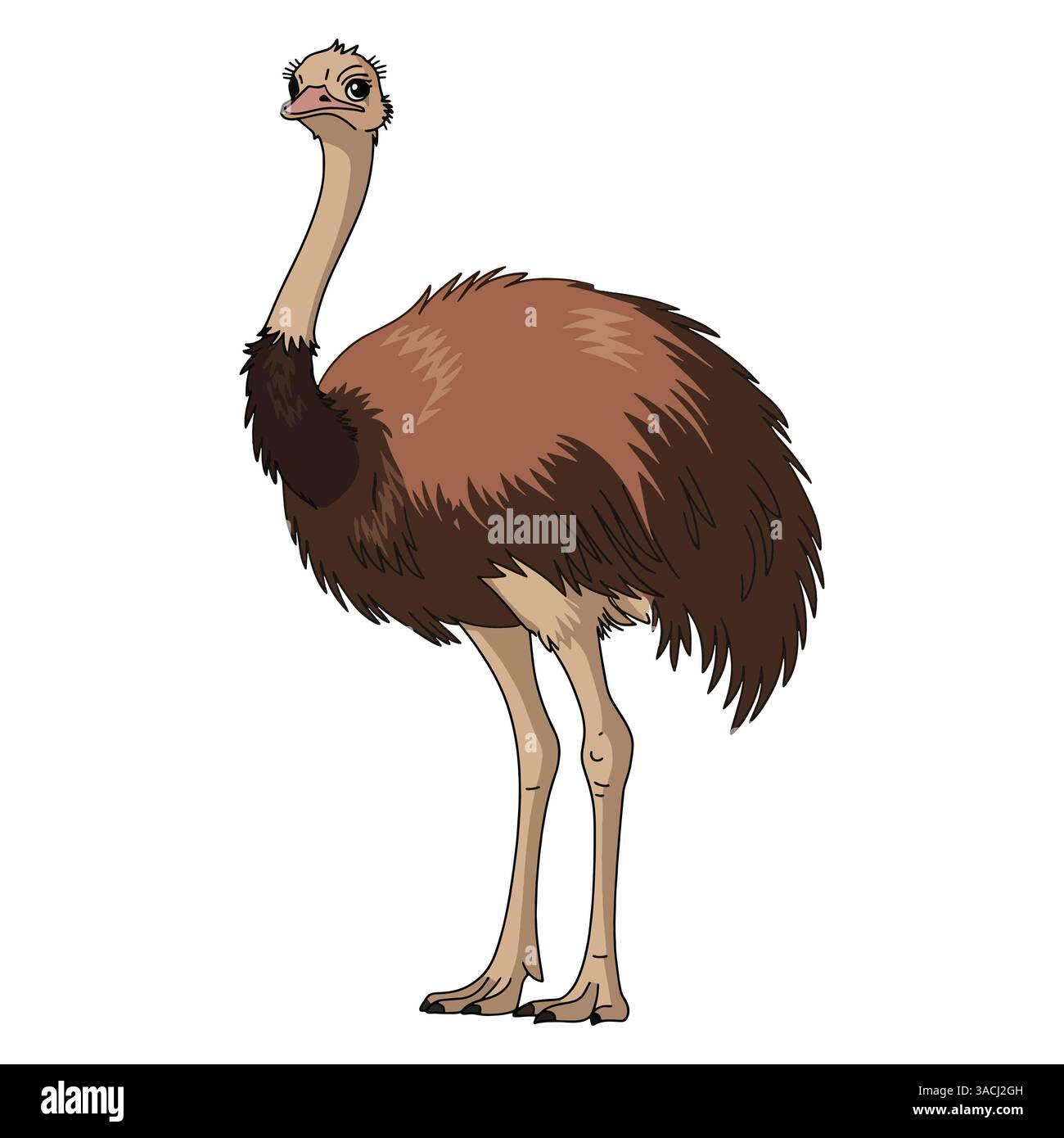 Oiseau émeu pleine longueur isolé sur fond blanc. Grand oiseau sans vol avec de longues pattes et des plumes douces. Illustration vectorielle simple. Illustration de Vecteur Oiseau émeu pleine longueur isolé sur fond blanc. Grand oiseau sans vol avec de longues pattes et des plumes douces. Illustration vectorielle simple. Illustration de Vecteur