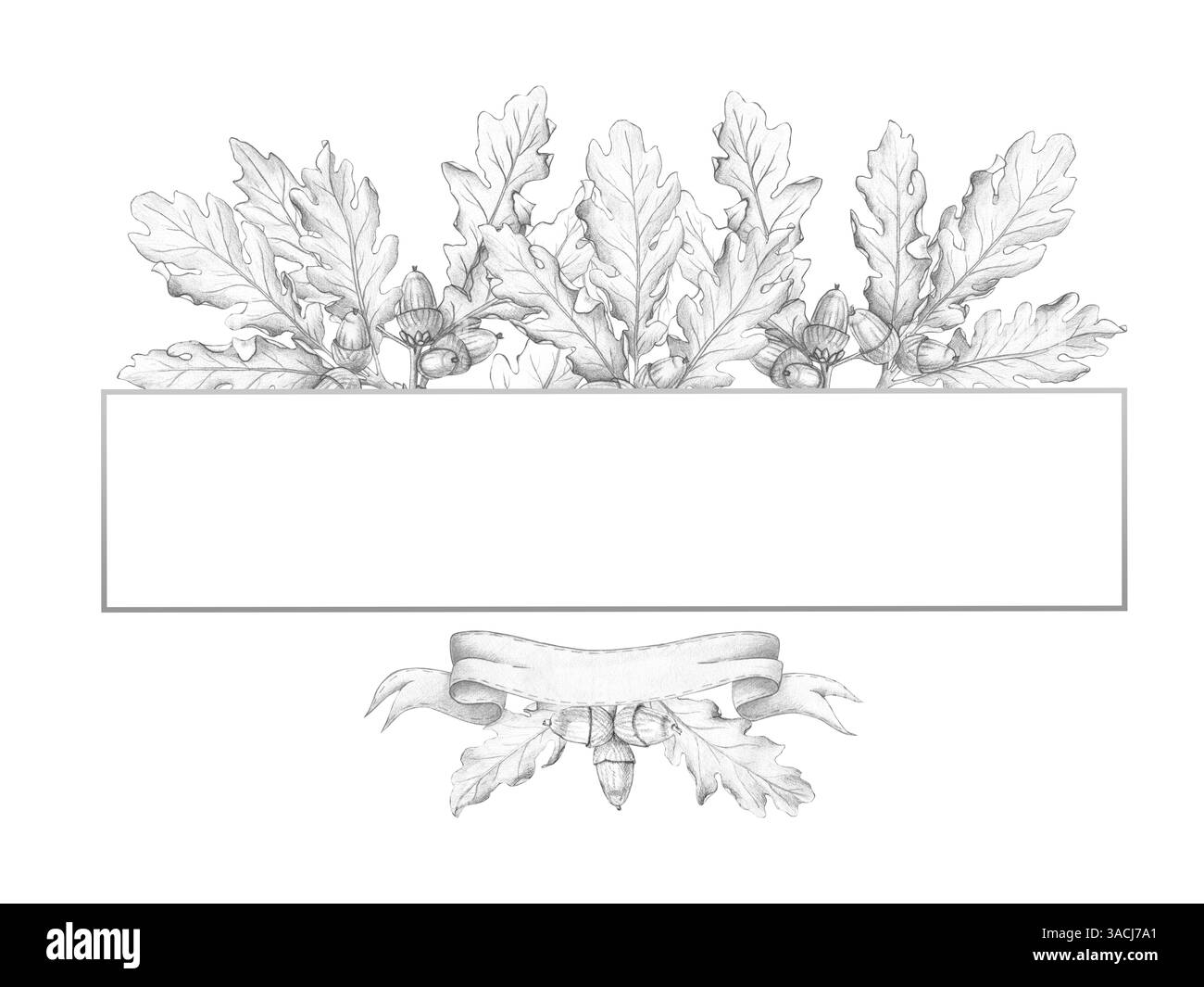 Le cadre avec des feuilles de chêne et des glands est isolé sur un fond blanc. Dessin au crayon, croquis, illustration botanique. Écorce de chêne, médicaments, famille Banque D'Images