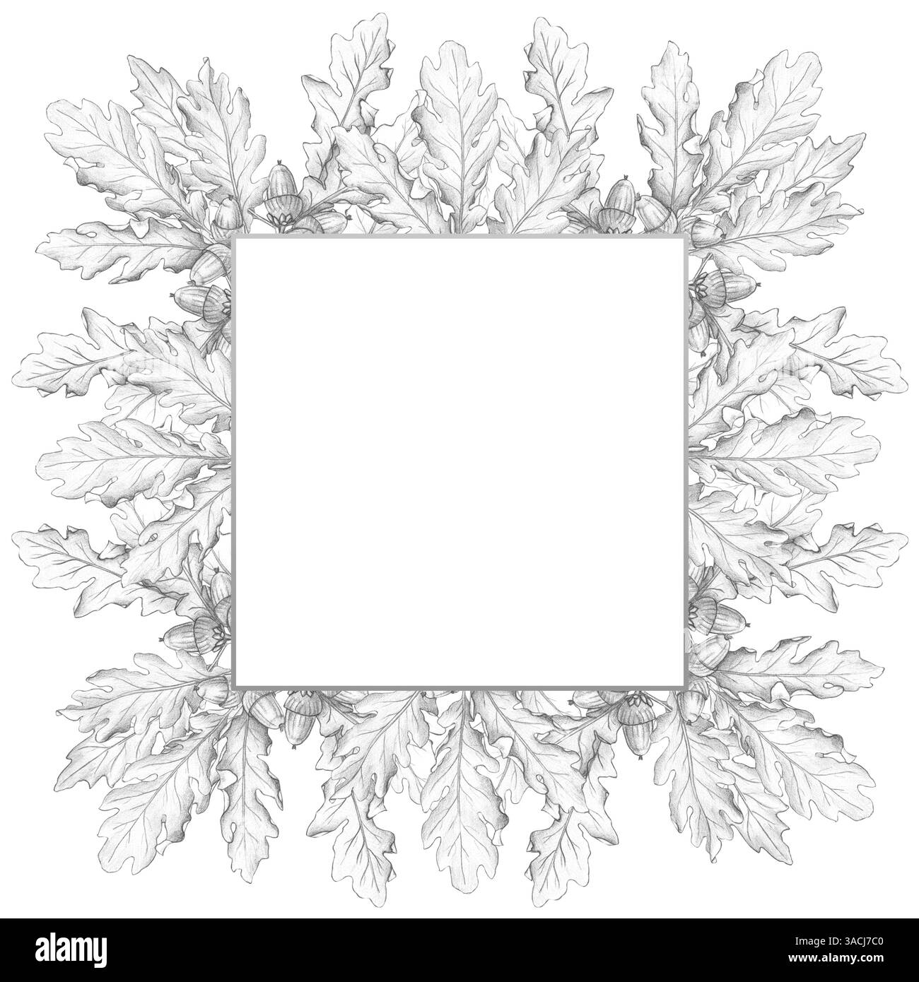 Le cadre avec des feuilles de chêne et des glands est isolé sur un fond blanc. Dessin au crayon, croquis, illustration botanique. Écorce de chêne, médicaments, famille Banque D'Images