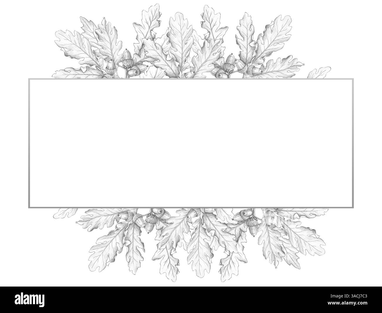 Le cadre avec des feuilles de chêne et des glands est isolé sur un fond blanc. Dessin au crayon, croquis, illustration botanique. Écorce de chêne, médicaments, famille Banque D'Images