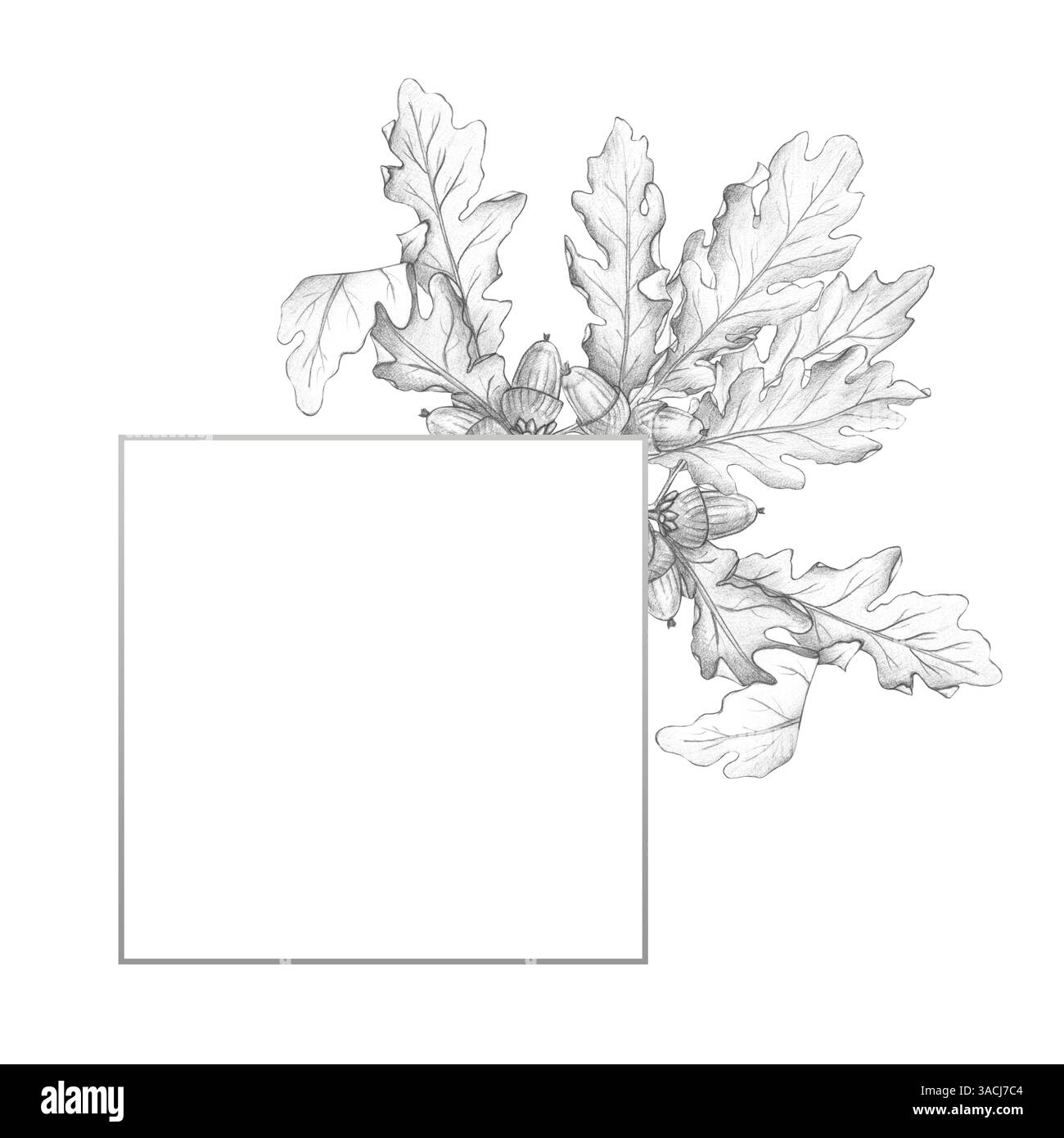 Le cadre avec des feuilles de chêne et des glands est isolé sur un fond blanc. Dessin au crayon, croquis, illustration botanique. Écorce de chêne, médicaments, famille Banque D'Images