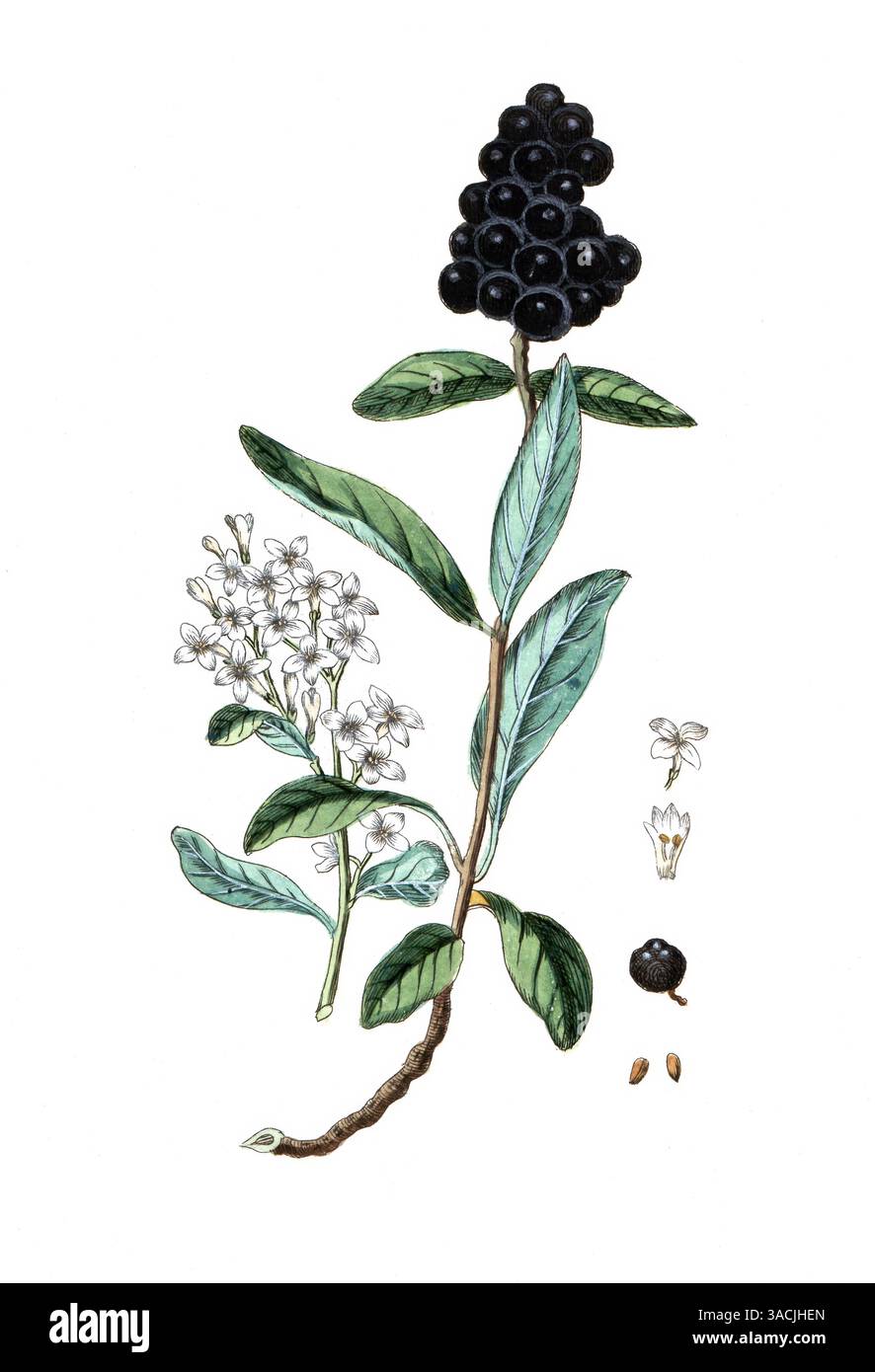 Ligustrum vulgare, Gemeiner Liguster, digitale Reproduktion einer historischen Vorlage, zwischen 1790 bis 1810, Botanica Pharmaceutica von Andreas Fri Banque D'Images
