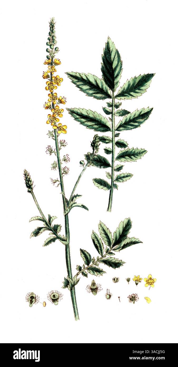 Agrimonia eupatoria, Gewöhnlicher Odermennig, digitale Reproduktion einer historischen Vorlage, zwischen 1790 bis 1810, Botanica Pharmaceutica von and Banque D'Images