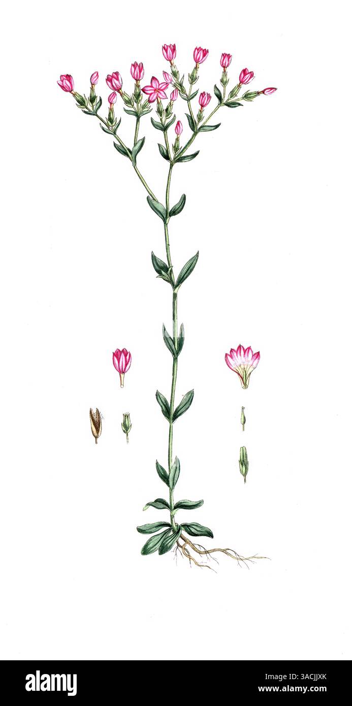 Gentiana centaurium, Centaurium erythraea, Echtes Tausendgüldenkraut, digitale Reproduktion einer historischen Vorlage, zwischen 1790 bis 1810, Botani Banque D'Images