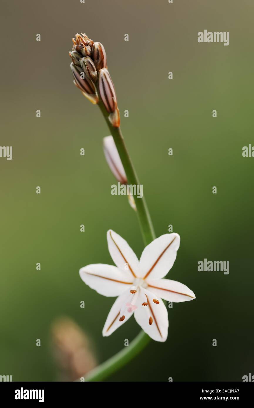 Ashodel ramifié (Asphodelus ramosus), Provence, France | Ästiger Affodill oder Kleinfrüchtiger Affodill (Asphodelus ramosus), Blüten, Provence Banque D'Images