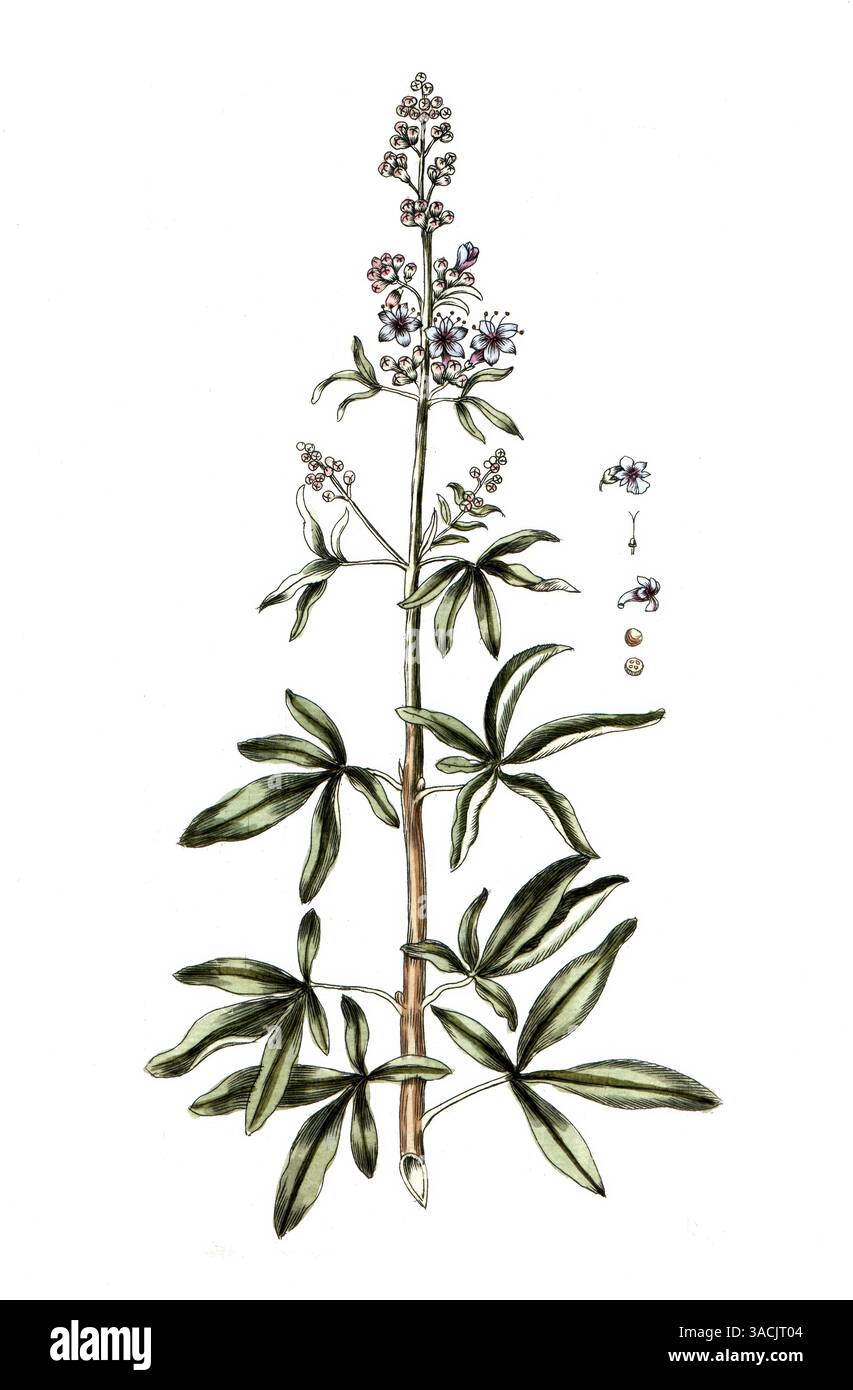 Vitex agnus castus, Mönchspfeffer, digitale Reproduktion einer historischen Vorlage, zwischen 1790 bis 1810, Botanica Pharmaceutica von Andreas Friedr Banque D'Images