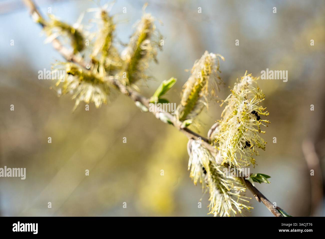 Les fleurs jaunes fleurissent sur les branches, mettant en valeur la beauté de la nature au printemps. De minuscules feuilles émergent, ajoutant de la fraîcheur à la scène. C'est une displ vibrante Banque D'Images