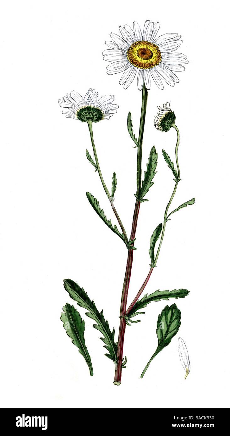 Chrysanthemun leucanthemum, Leucanthemum vulgare, Magerwiesen-Margerite, digitale Reproduktion einer historischen Vorlage, zwischen 1790 bis 1810, Bot Banque D'Images