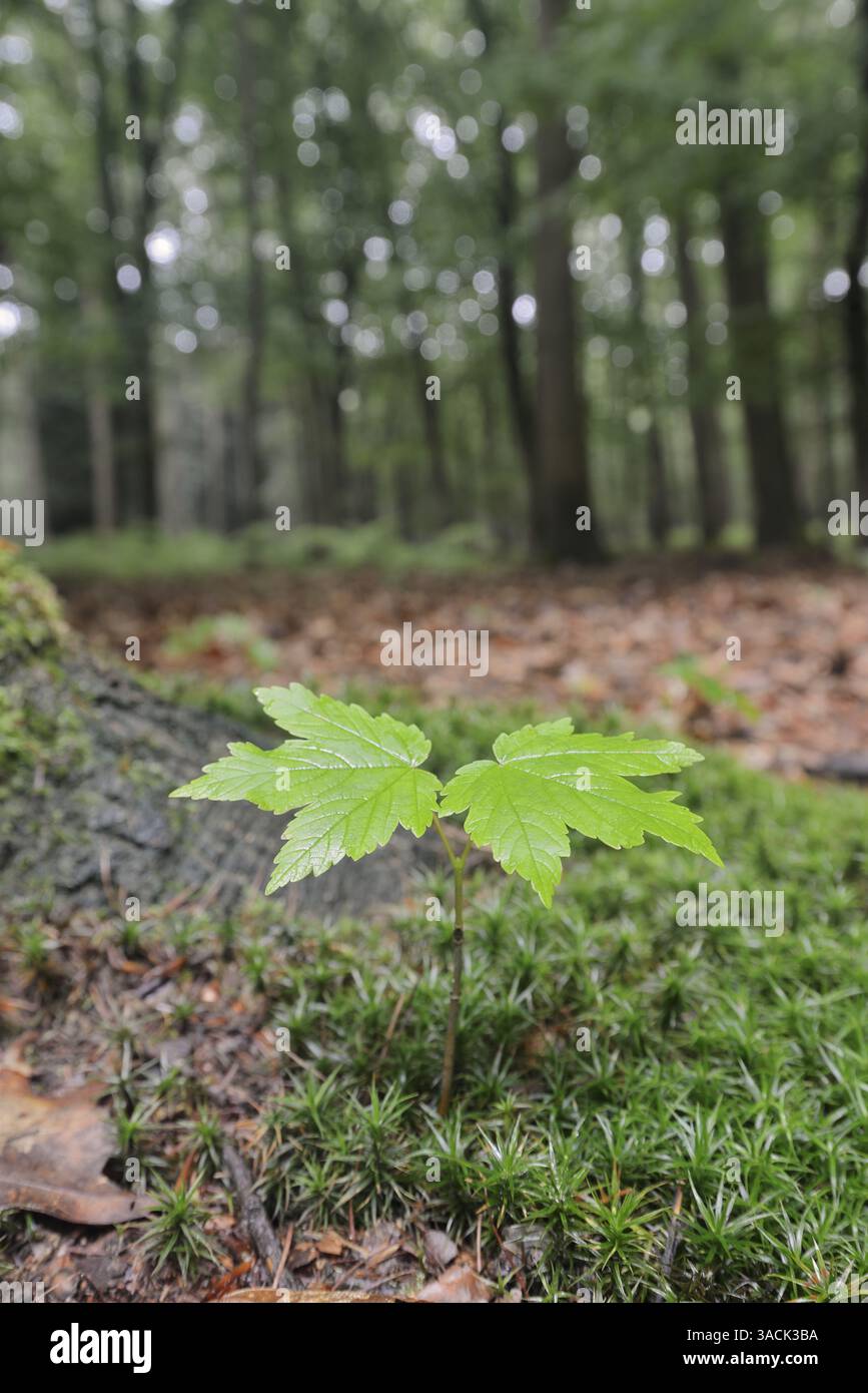 Sycamore ou Sycamore érable (Acer pseudoplatanus), semis, Allemagne | Berg-Ahorn (Acer pseudoplatanus), Sämling Deutschland Banque D'Images