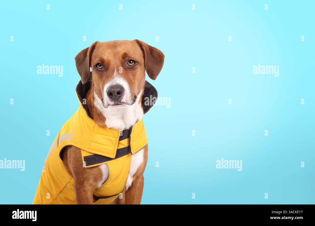 Chien portant un imperméable avec fond coloré. Chien chiot brun mignon assis avec veste imperméable réglable jaune pour la saison des pluies. 2 ans Banque D'Images