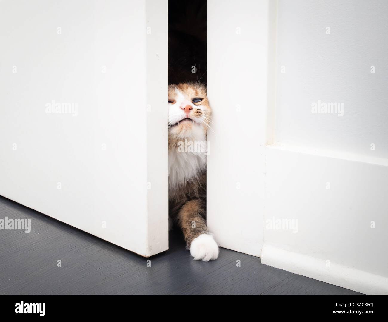 Drôle de chat ouvrant la porte en pressant le corps à travers la petite ouverture. Mignon Kitty poussant avec la tête et la patte à travers l'ouverture. Pourquoi les chats veulent des portes ouvertes Banque D'Images