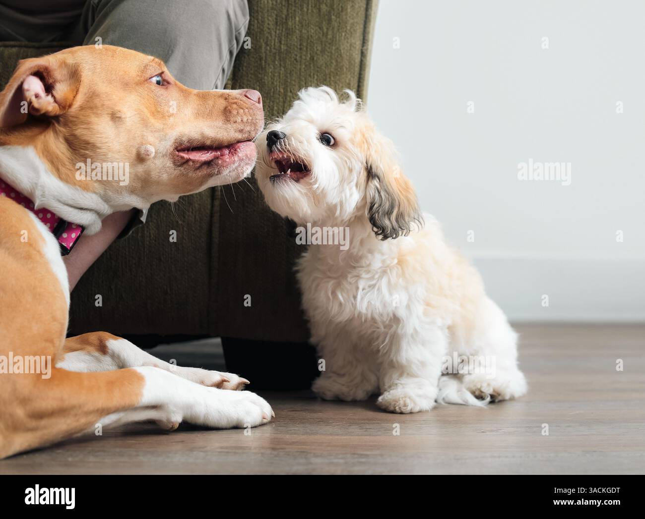 Petit chien chiot grognant à grand chien dans le salon et montrant des dents. Introduction d'un nouveau concept de chien ou d'adoption de chiot. Havanes femelle de 16 semaines Banque D'Images