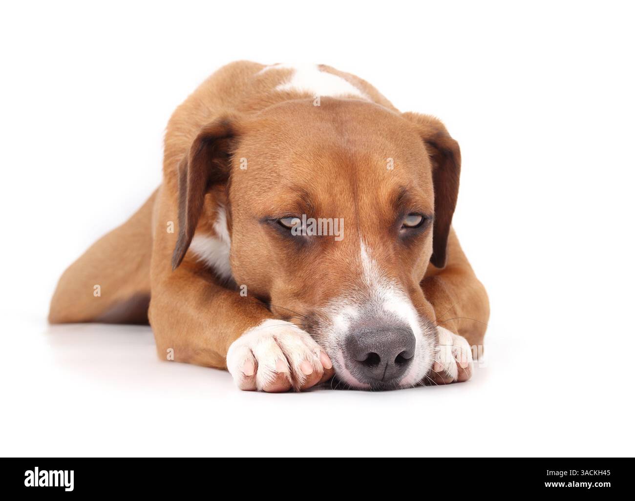 Chien isolé couché la tête sur les pattes. Chien chiot mignon au langage corporel détendu, fatigué, triste ou déprimé. Chien mixte Harrier femelle de 2 ans, moyen s Banque D'Images
