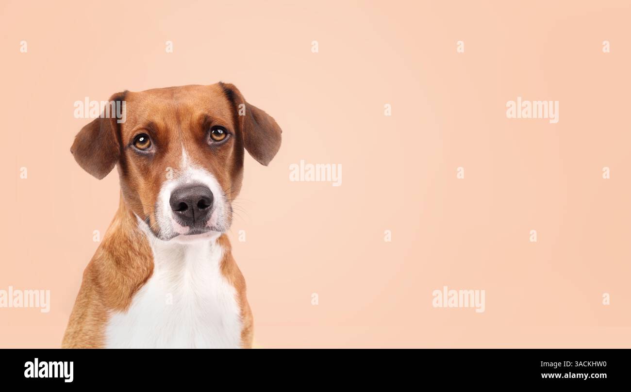 Chien sur fond coloré regardant la caméra. Vue de face. Photo de tête d'un chiot mignon avec une expression du visage ardente, d'attente ou confiante. Femme Harrier Banque D'Images