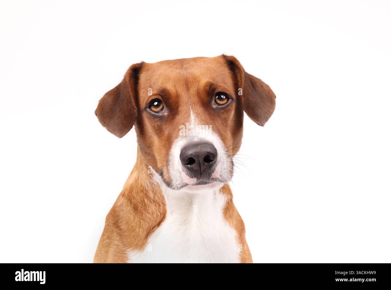 Chien isolé regardant la caméra. Vue de face. Photo de tête d'un chiot mignon avec une expression du visage ardente, d'attente ou confiante. Femme Harrier mix, 2 ans Banque D'Images