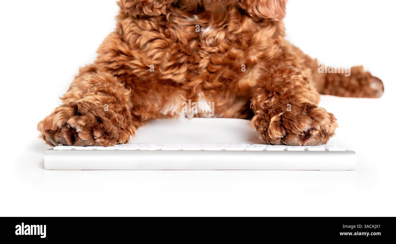 Chien utilisant le clavier de l'ordinateur. Vue en bas angle de chien chiot mignon pelucheux écrivant, travaillant ou utilisant un ordinateur avec les deux pattes sur les touches. chiens ou animaux de compagnie utilisant t Banque D'Images