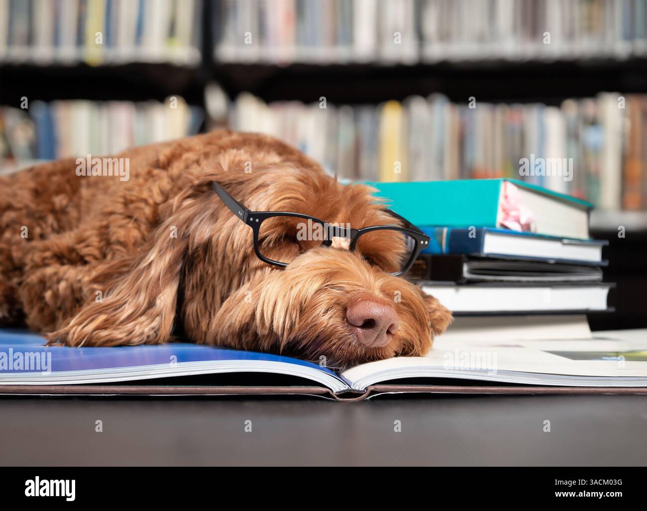 Chien dormant sur le livre devant les étagères de livres défocalisées dans la bibliothèque. Chien intelligent portant des lunettes. Étudiant épuisé ou dépassé d'étudier pour l'examen Banque D'Images