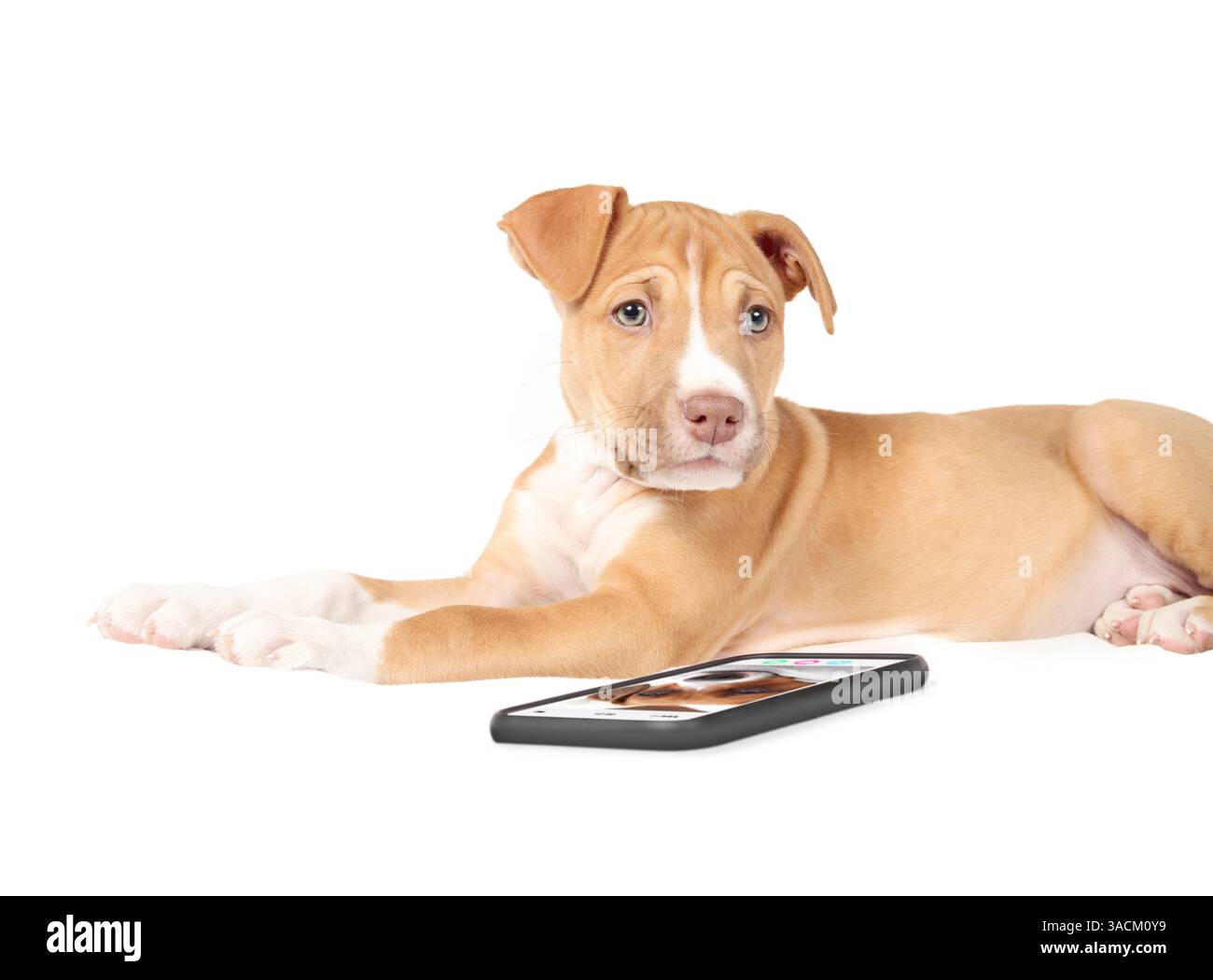 Chiot avec smartphone parlant avec le chien par appel vidéo. Chien chiot mignon allongé devant le téléphone tout en regardant la caméra. Concept pour animaux ou animaux de compagnie nous Banque D'Images