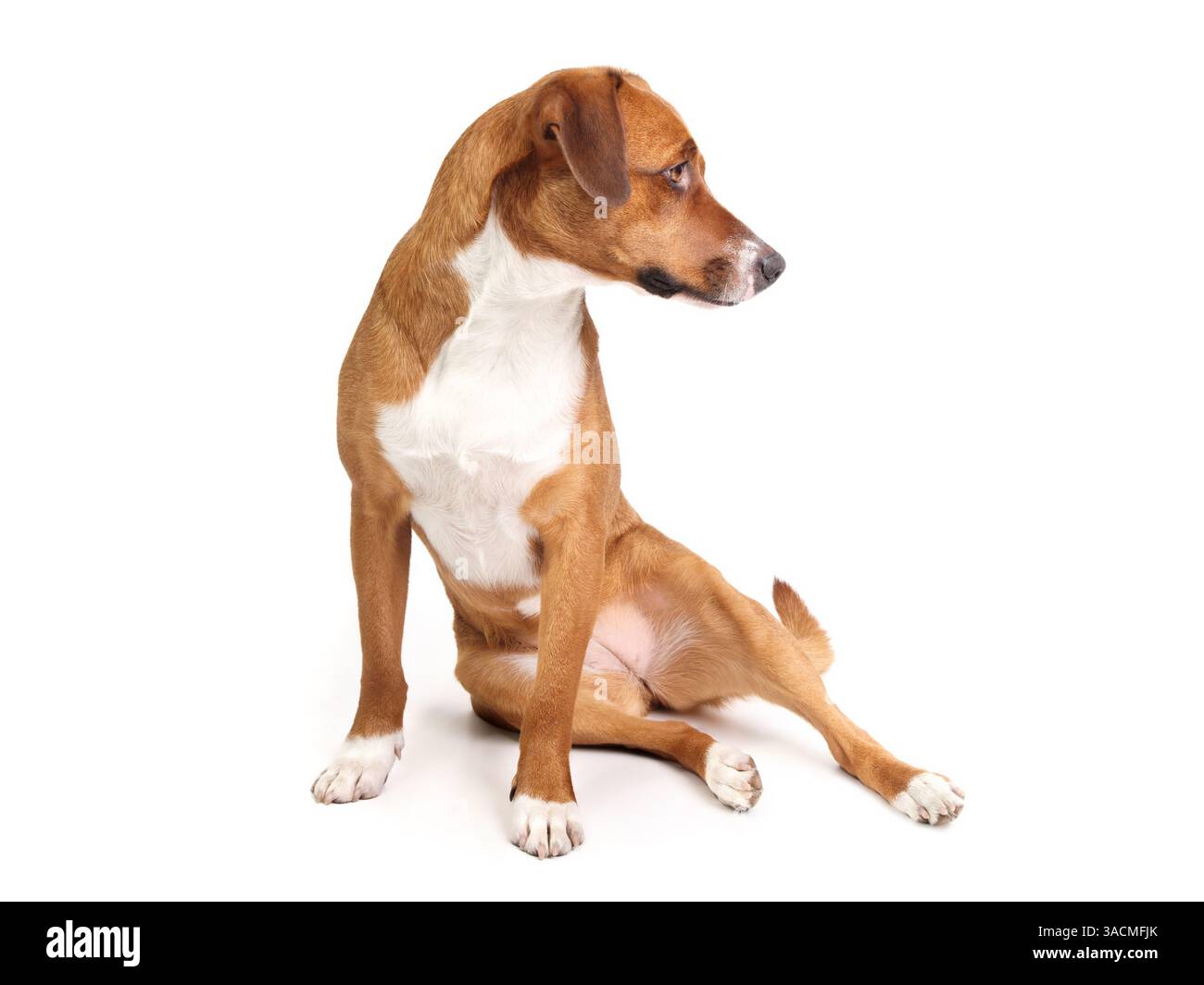 Chien assis bâclé ou chien assis avec les jambes sur le côté. Position assise drôle connue sous le nom de chiot assis. Problèmes de santé possibles comme des blessures ou des dymes de la hanche Banque D'Images