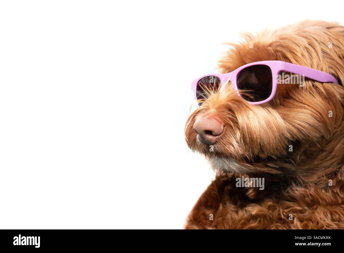 Chien mignon avec des lunettes de soleil. Chien chiot décontracté et moelleux portant des lunettes roses qui ont l'air cool ou élégant. Lunettes de protection pour animaux de compagnie. Labradoodle femelle, orange Banque D'Images