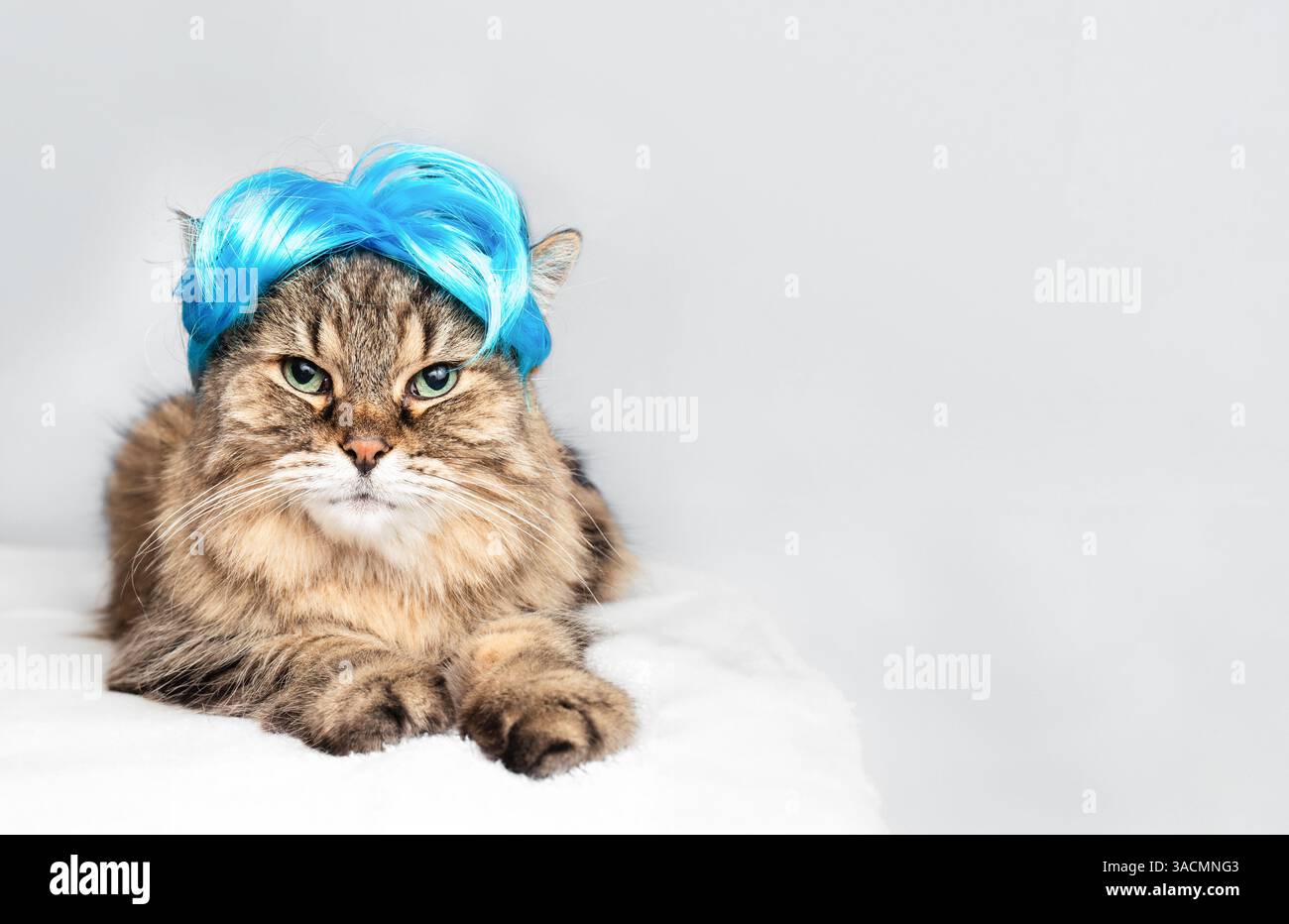 Chat drôle portant perruque sur fond gris. Chat chatoyant mignon pelucheux regardant l'appareil photo avec coiffure bleue à la mode. Langage corporel sérieux ou ennuyeux. 14 Banque D'Images