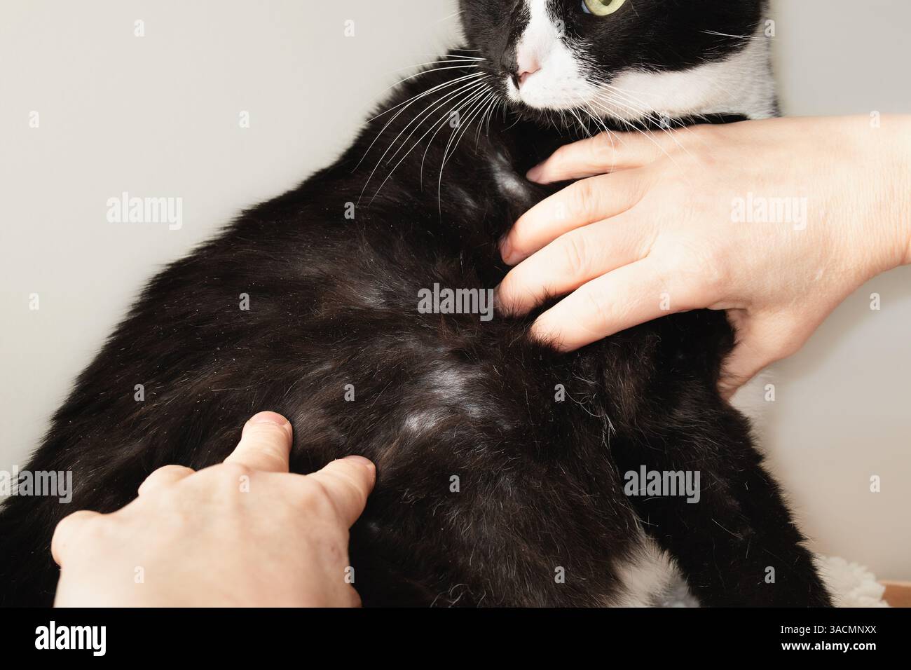 Examen du chat avec taches chauves et amincissement de la fourrure par surtoilettage. Mains inspectant les taches chauves. Alopécie psychogène ou calvitie psychologique. 9 oui Banque D'Images