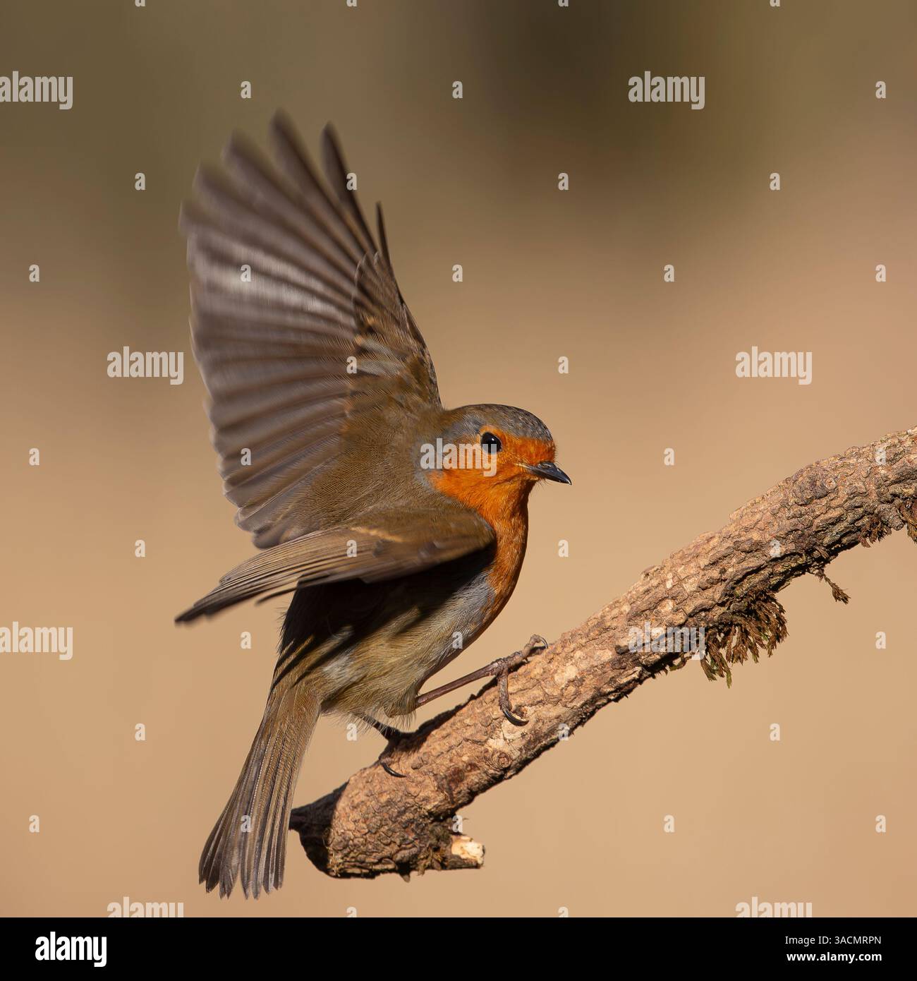 Gros plan oiseau robin avec des ailes battant alors qu'il est perché sur une branche. Banque D'Images