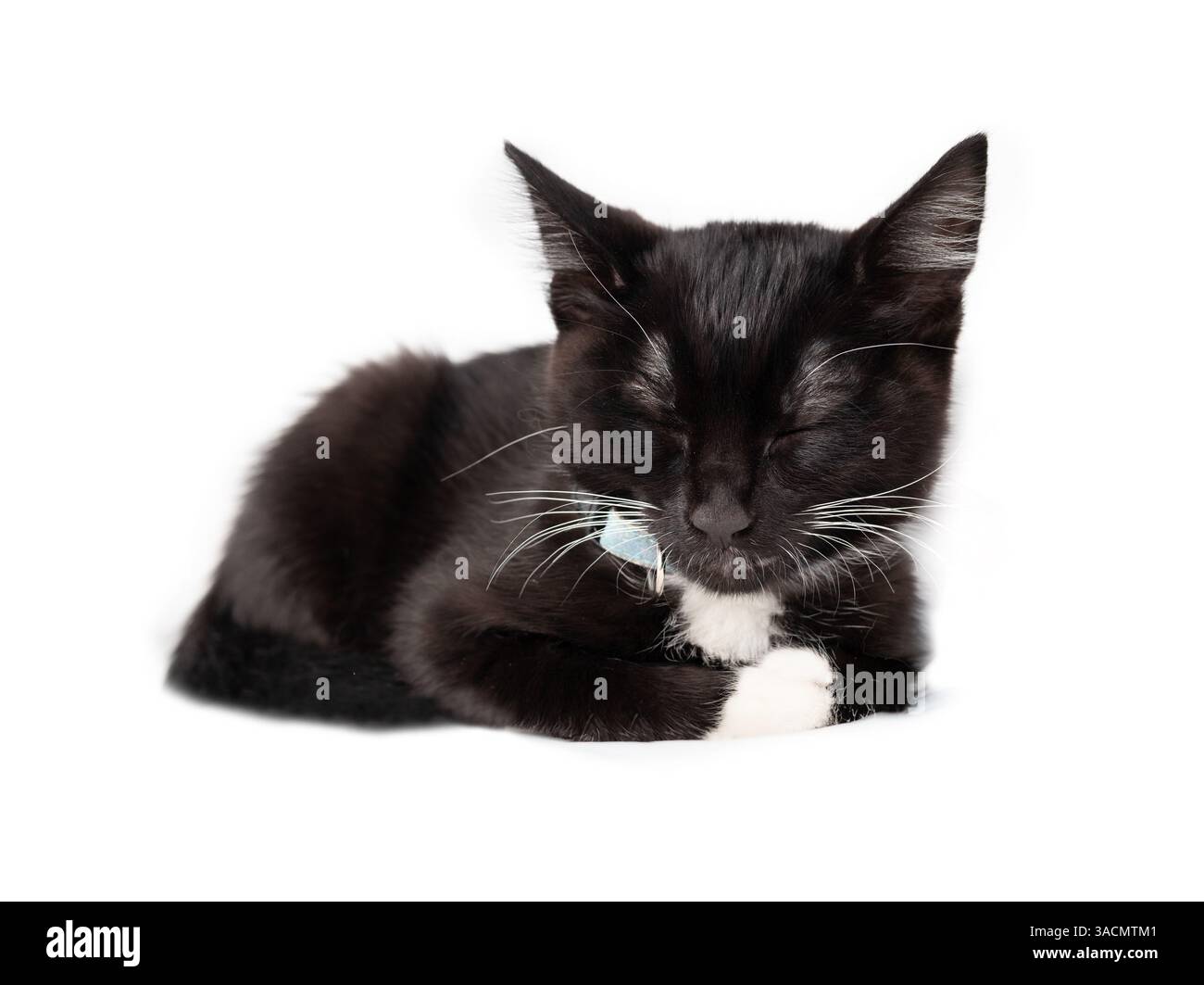 Chaton de smoking isolé dormant paisiblement. Corps entier petite chatte dormant ou somnolant après avoir joué. 8 semaines, mâle, chat noir et blanc à cheveux courts. Banque D'Images
