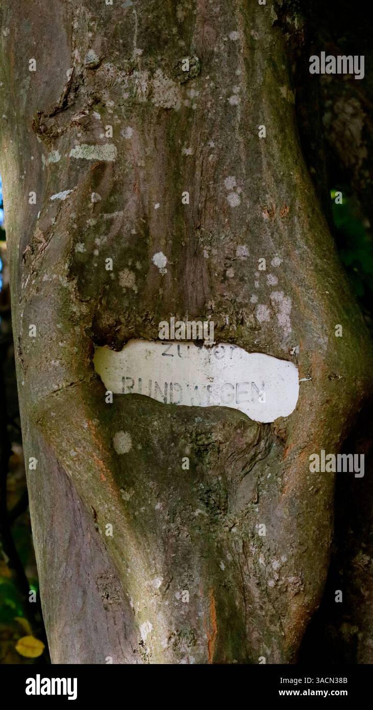 arbre, croissance d'arbre, tronc d'arbre, branche, bouclier, callus, gonflement de callus, blessure, cambium, division cellulaire, xylème, bast, phlomis, écorce, période de végétation Banque D'Images