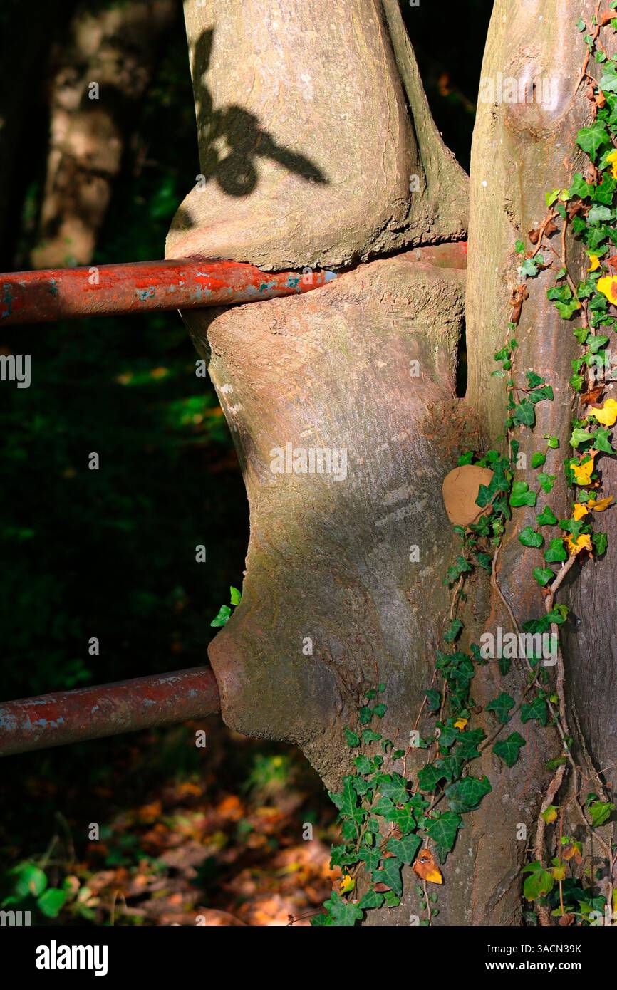 arbre, croissance d'arbre, tronc d'arbre, branche, bouclier, callus, gonflement de callus, blessure, cambium, division cellulaire, xylème, bast, phlomis, écorce, période de végétation Banque D'Images