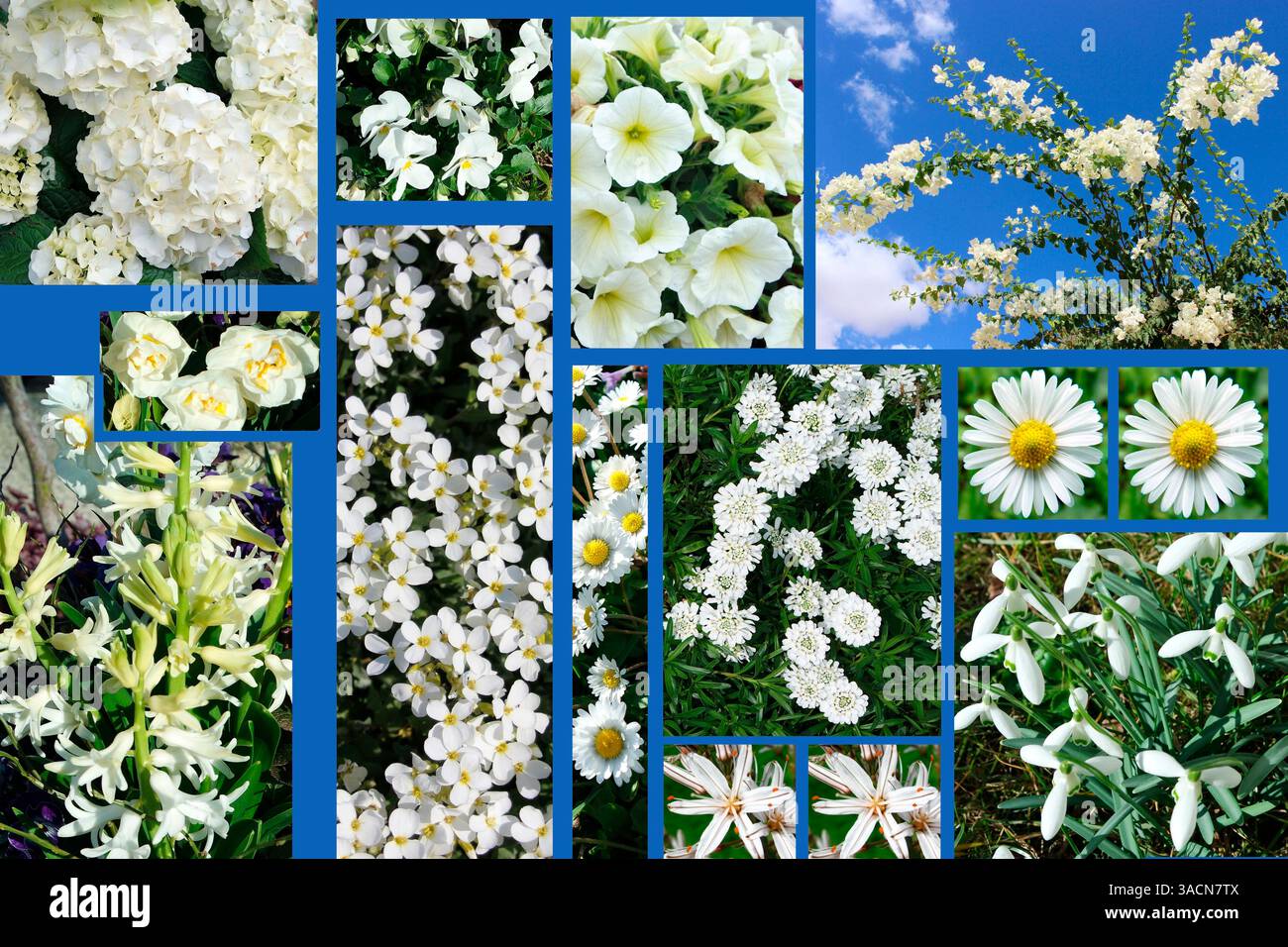 Fleurs blanches, collage Banque D'Images