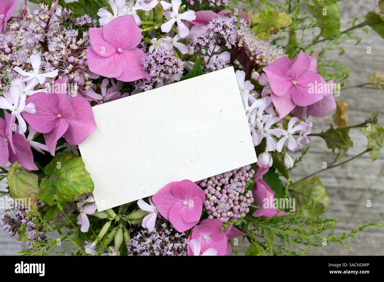Bouquet d'été avec hortensias roses, soapwort et origan Banque D'Images