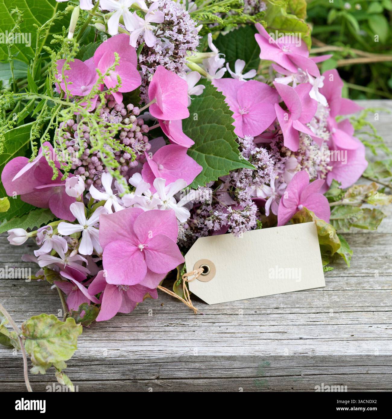 Bouquet d'été avec hortensias roses, soapwort et origan Banque D'Images