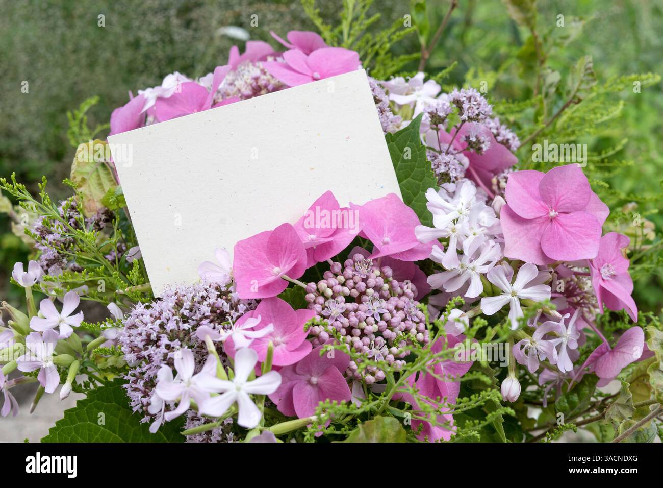 Bouquet d'été avec hortensias roses, soapwort et origan Banque D'Images